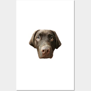 Labrador Chocolate Lab Puppy Dog Posters and Art